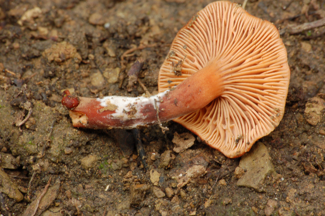 Criticatemi pure senza piet�!